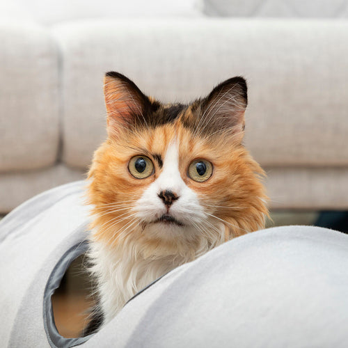 Collapsible Cat Play Tunnel — Foldable Indoor & Outdoor Cat Toy